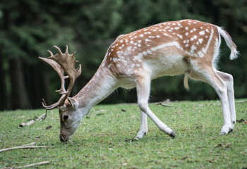 Елікті атып өлтірген екі қазақстандық сотталды