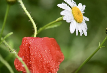 23 тамызға арналған ауа райы болжамы