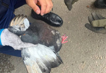 Запутавшегося в ветвях голубя спасли в Астане