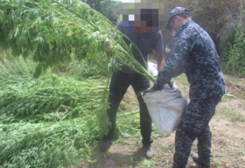 Қызылорда облысында ірі есірткі алқабы анықталды