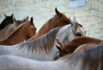 Ежелгі жылқылардың ең алғаш Солтүстік Қазақстанда үйретілгені рас па?