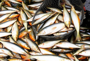 Как рейды инспекции рыбного хозяйства влияют на бизнес в СКО