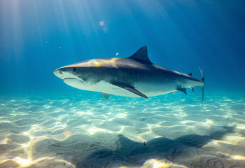 Акула оқушының басын жұлып алған