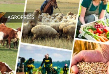 «Ауыл аманаты»: 14 500 шағын несие берілді