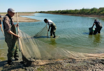 В Атырауской области спасли больше миллиона штук молоди рыб