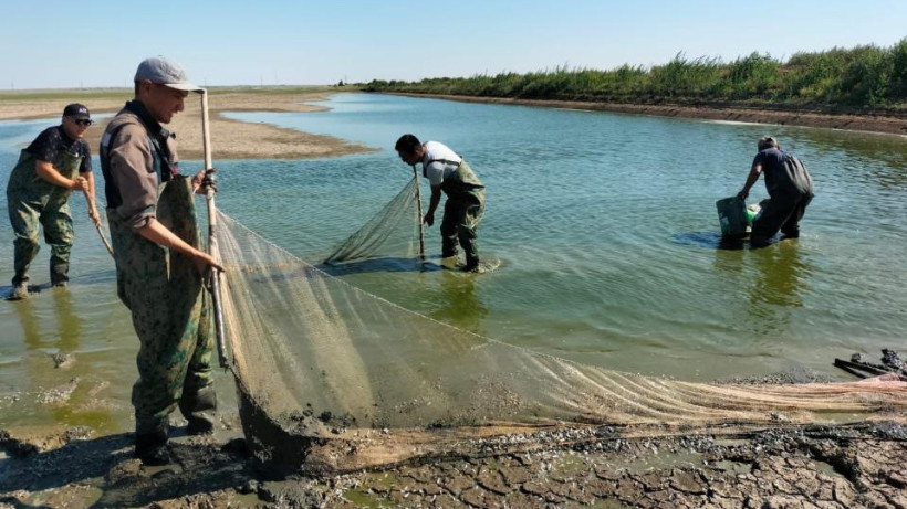  © Комитет рыбного хозяйства МСХ РК 