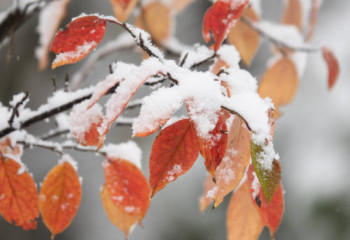 «Қар жауып, үсік жүреді». Алдағы күндері ауа температурасы төмендейді