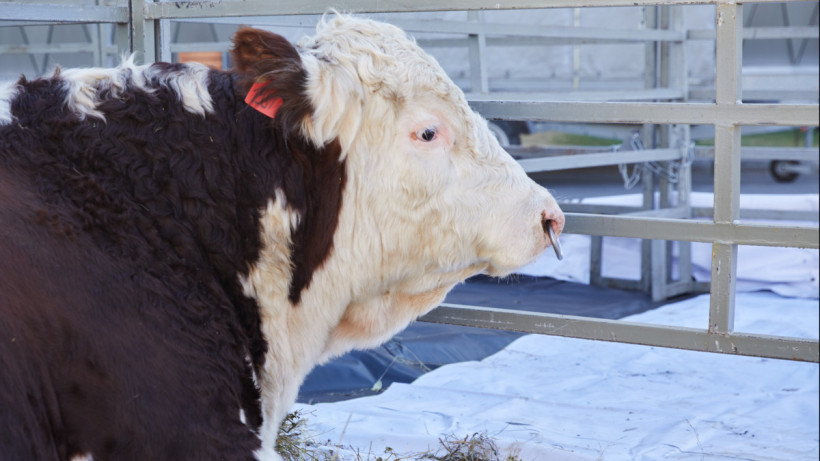  © El.kz/Газиз ШАКИРОВ 