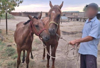 В Туркестанской области мужчина украл лошадей для игры в кокпар
