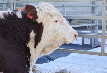 Временные ограничения вводят в Алматинской области из-за подозрений на сибирскую язву