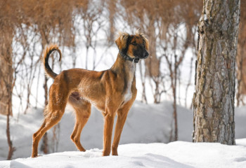 «Тазы» получили предварительное признание Международной кинологической федерации
