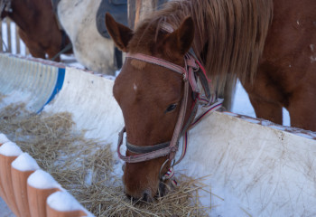 11 лошадей попали под грузовой поезд в Казахстане