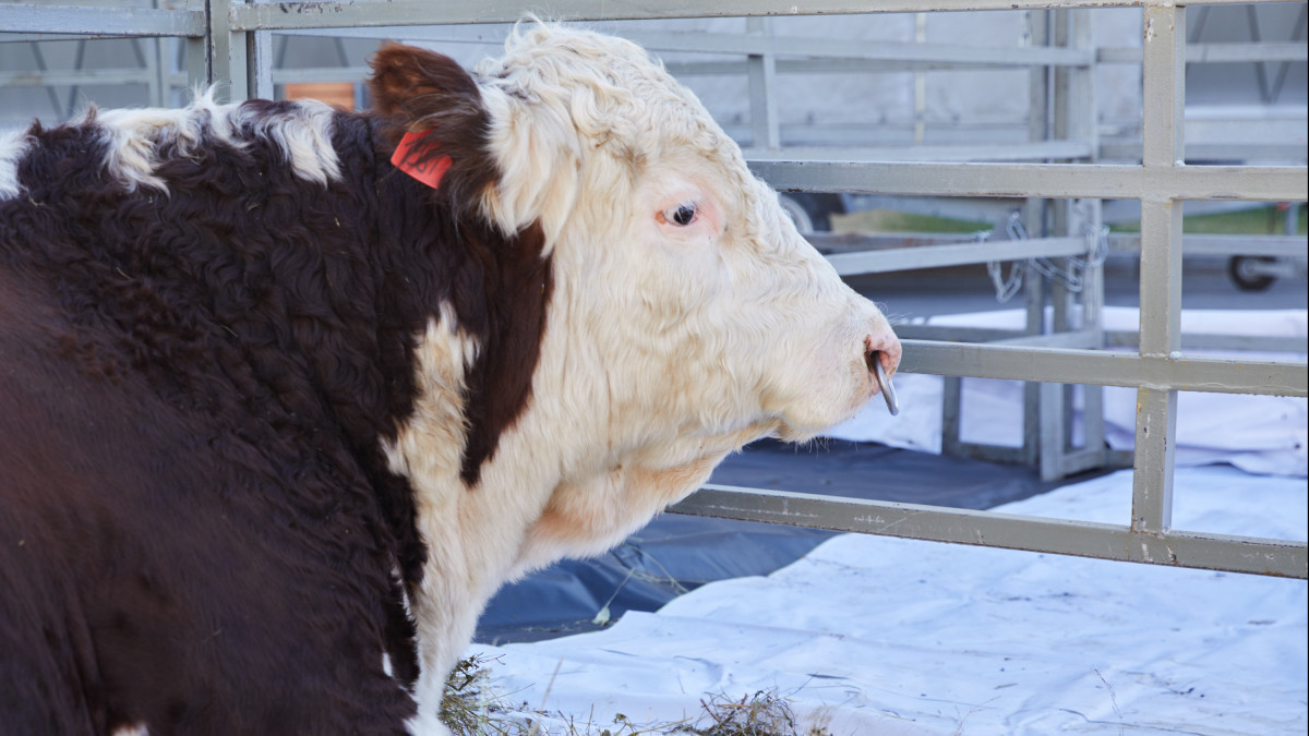  El.kz/Gaziz Shakirov 