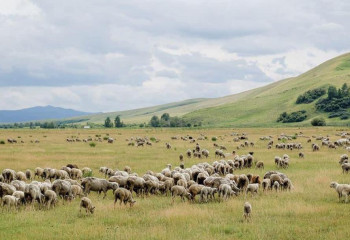 В Туркестанской области продолжаются работы по возвращению пастбищ