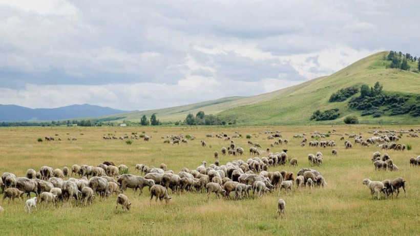  © акимат Туркестанской области 