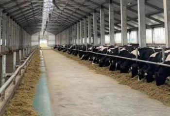 Павлодар облысында 14 млрд теңгеге тауарлы-сүт ферма салынып жатыр