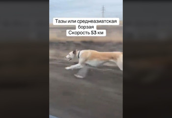 Со скоростью ветра – пробежка собаки породы тазы восхитила Казнет