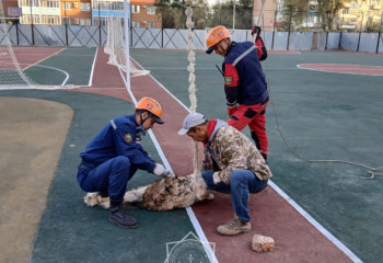 Запутавшегося песика вызволили из волейбольной сетки в Уральске