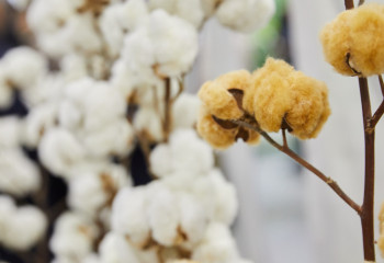 Түркістан облысында мақта шаруашылығын жаңа тәсілмен дамыту қолға алынды