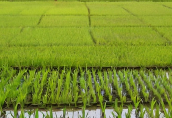 Аграрии Алматинской области прогнозируют рост урожайности риса на 50% благодаря обилию воды