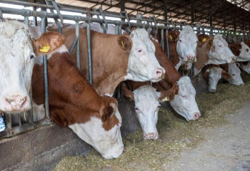 QazaqSut вошла во Всемирную федерацию симментальской породы