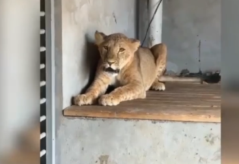 Түркістандық азамат үйінде арыстан мен жабайы құстарды заңсыз ұстаған