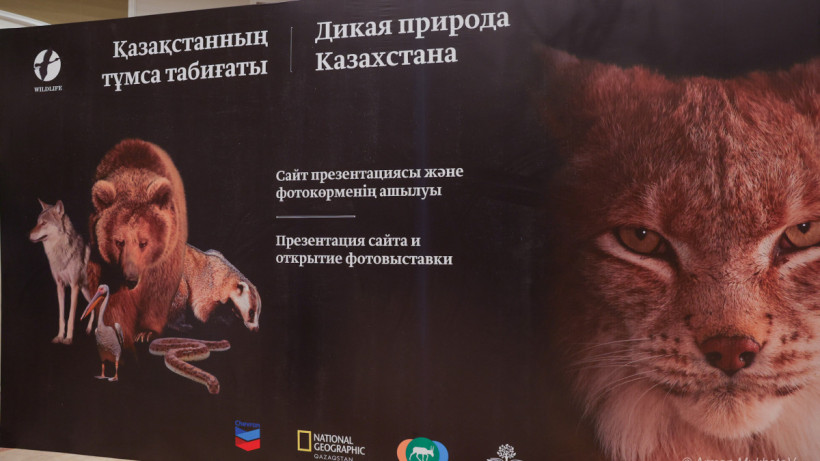  ©El.kz/Арман МҰХАТОВ 