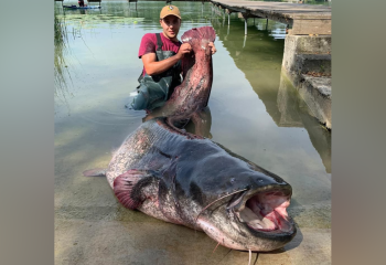 95-килограммового сома выловили в Германии