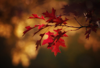 Алдағы күндері жаңбыр жауып, жел күшейеді