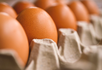 Қазақстанда мерзімі ұзақ сақталатын жұмыртқа өндіретін алғашқы зауыт салынады