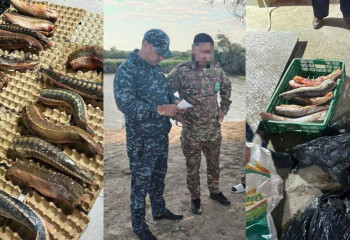 Атырау облысында балық аулау қағидаларын бұзған 25 азамат жауапқа тартылды