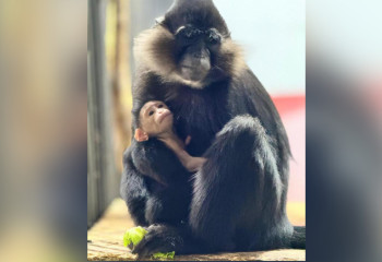 Новорожденный мангобей появился в зоопарке Караганды