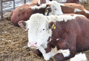 Түркістан облысы Тәжікстанға 16 тонна ет экспорттады