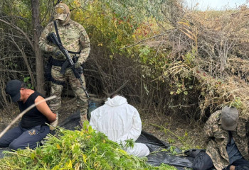 В Актюбинской области ликвидировали плантацию конопли