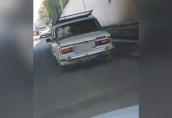 Житель области Абай перевозил коров на заднем сиденье 