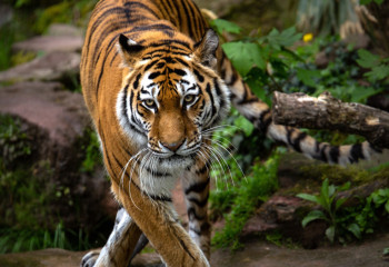 Амурские тигры из Голландии помогут восстановить популяцию туранского тигра в Казахстане