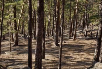 «Ертіс орманы» резерватында бес жылға дейін ағаш кесуге тыйым салынды