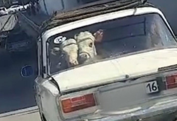 Жеңіл көлікпен сиыр тасыған семейлікке айыппұл салынды