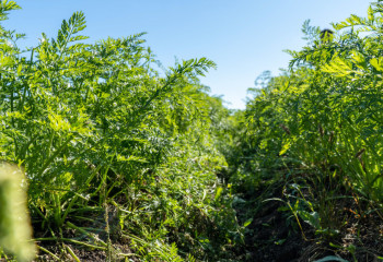 Как новые технологии помогают аграриям на полях ТОО «Астык STEM»