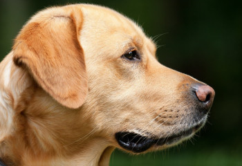 Түркістан облысында екі баланы ит талап тастады