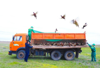 Астананың жасыл белдеуіне тағы 750 қырғауыл жіберілді