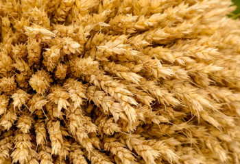 Қазақстанда 13,5 млн тонна астық жиналды