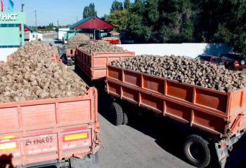 Ақсу және Көксу зауыттары қант қызылшасын қабылдай бастады