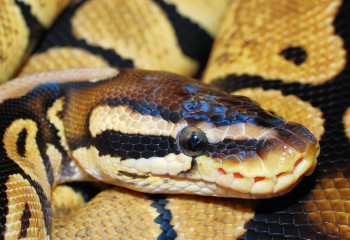 Таиландта әйел питонмен екі сағат арпалысып аман қалды