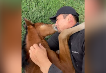 Ласки жеребенка и фермера восхитили Казнет