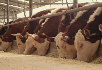 Пять проектов с использованием австралийского метода животноводства реализуют в Туркестанской области