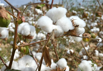 Сбор хлопка стартовал в Туркестанской области