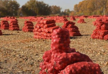 Қазақстанға 170 тоннадан астам картопты заңсыз алып кірмек болғандар ұсталды