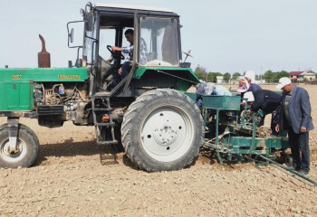 В Казахстане приступили к селекции высокопродуктивного хлопчатника