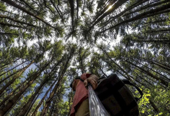 В МЧС напомнили основы пожарной безопасности в лесах и на природе